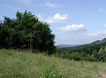 Pf&auml;lzer Wald